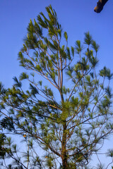 pine trees of the species Pinus caribaea Morelet soaring against the background of a bright blue sky	