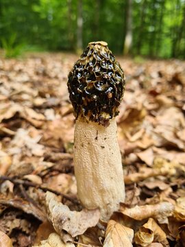 mushroom in the forest phallus impudicus satyre puant 