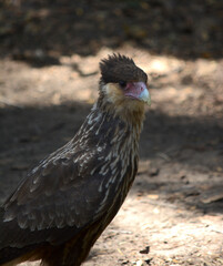 carancho or chimango from the front in the foreground