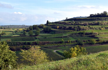 Grüne Herbstlandschaft in Endingen am Kaiserstuhl
