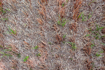 grass on the ground
