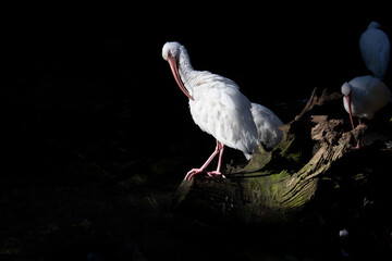 White Biases sunbathing 