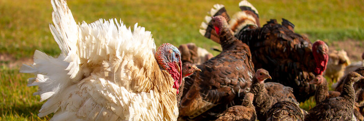 Turkeys walk on the grass in a green meadow in a pasture. Animal husbandry and agriculture in the...