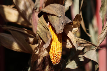 Ziarno kukurydzy suszy się w promieniach słońca. - obrazy, fototapety, plakaty