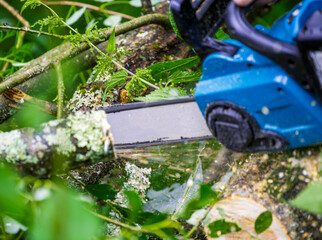 A man in protective overalls saws branches from a fallen tree in a pine forest with a chainsaw. The process of sawing fallen trees after a hurricane.  A man saws a tree with a chainsaw.