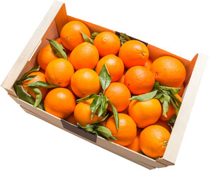 Box of spanish valencian oranges freshly collected