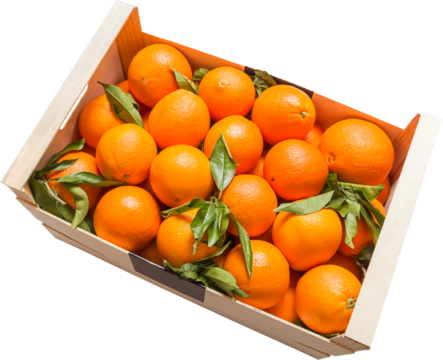 Box of spanish valencian oranges freshly collected