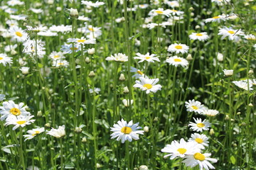 Fototapeta premium beautiful background a huge field of white flowering daisies