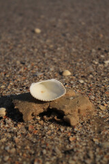 shell on the beach
