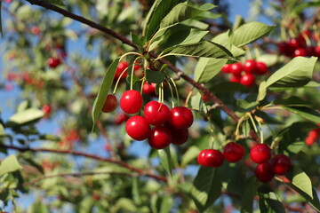 ağaç dalı üzerinde vişneler