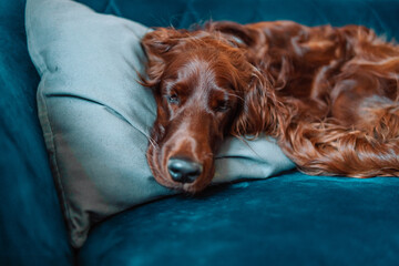 Happy Irish setter dog sleeping lying on a sofa in cozy home