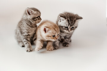 Fototapeta na wymiar A group of a breed British kittens are posing on a white background