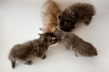 A breed British kittens eating a cat food  and posing on a white background