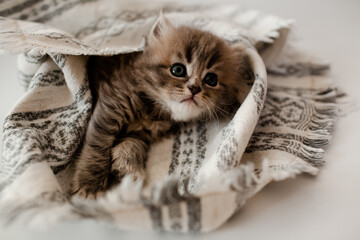 A breed British kitten  lies in a cosy place for a cat bed against   a white background