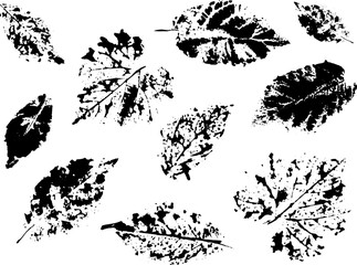 Drawn autumn leaves. Texture. Leaf imprint. Silhouette. Autumn. October. Set of elements for decor. Autumn holidays. Wood. Maple. Oak.