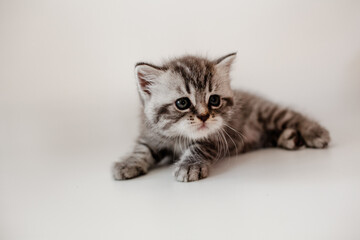 A breed British kitten is posing on a white background