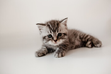 Obraz premium A breed British kitten is posing on a white background
