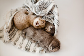 A breed British kittenЫ  lies in a cosy place for a cat bed against   a white background