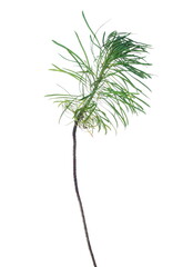 Green grass isolated on white