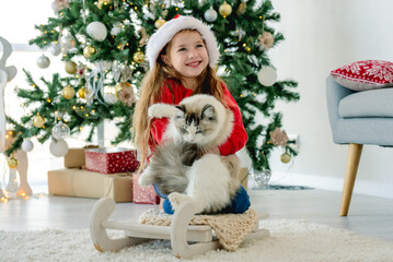Child with ragdoll cat in Christmas time