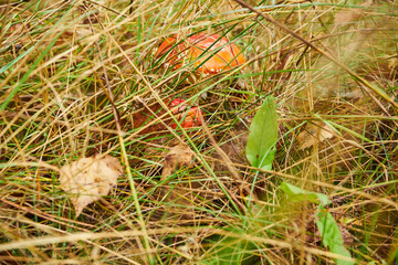 muchomor czerwony , Amanita muscaria , grzyb , las 