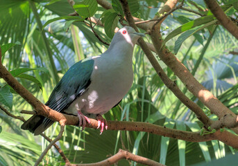 Green imperial pigeon (Ducula aenea) perched on a branch with a slither of light coming through the leaves lighting its eye. 