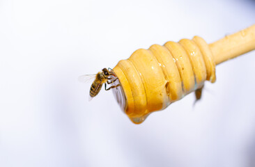 A bee on a honey stick collects honey close-up on a white background. Beekeeping, healthy food.