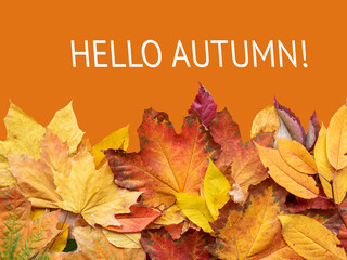 Creative background from autumn leaves. Top view template, mockup