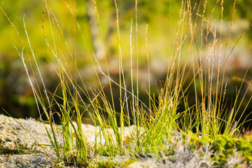 Filigranes Gras in der Sonne