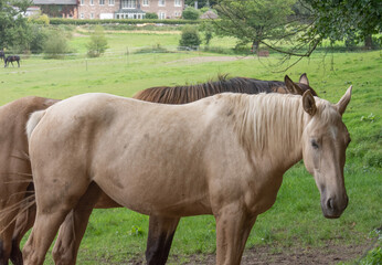 Naklejka na ściany i meble A beautiful horse on a meadow