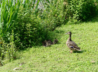 Duckling by a lake is watching over her chicks.
