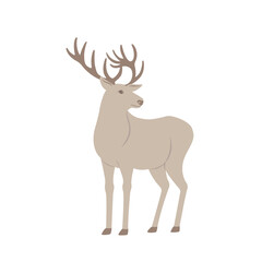 Deer on the white Background.