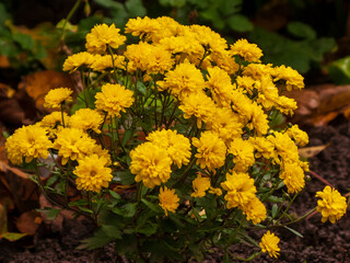 Photo of yellow chrysanthemum flowers in the autumn park