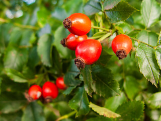 A close-up photo of red rosehip fruits against a background of green leaves