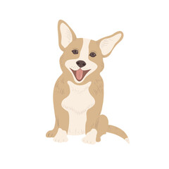 Cute Corgi Dog on the white Background.
