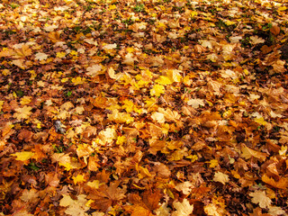 Photo of yellow autumn leaves on the ground