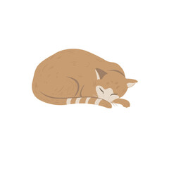 Cute sleeping Cat on the white Background.