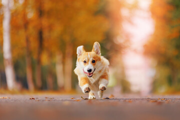 Portrait happy corgi dog running in yellow park with sun light, autumn mood