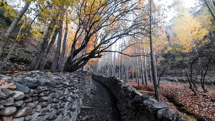 a forest path and autumn trees