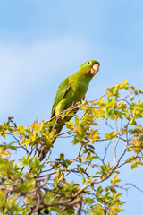 Maritaca, details of a beautiful maritaca in the late afternoon in a jabuticabeira, selective focus.