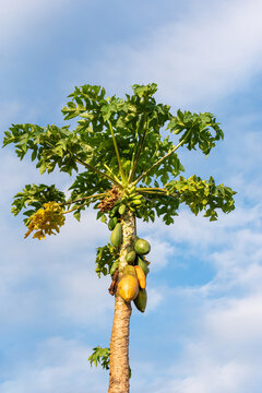 Papaya tree, details of a beautiful papaya tree with green and ripe papayas, selective focus.