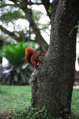 squirrel on tree