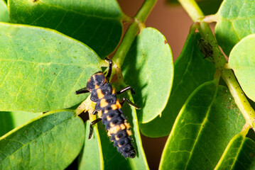 Insects, details of the macro world of insects and their diverse shapes and colors, selective focus.