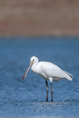  Kaşıkçı » Platalea leucorodia » Eurasian Spoonbill