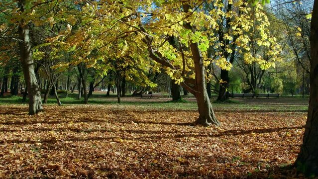 The camera very slowly flies forward in a straight line through the autumn city park on a sunny day, approaching in a chestnut branch. The lawn is covered with a carpet of autumn fallen leaves.