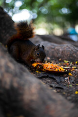 squirrel on tree