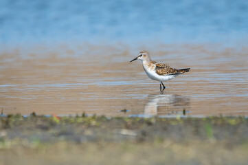 Küçük kumkuşu » Little Stint » Calidris minuta