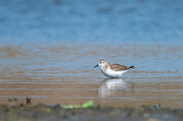 Küçük kumkuşu » Little Stint » Calidris minuta