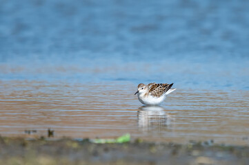 Küçük kumkuşu » Little Stint » Calidris minuta
