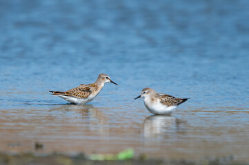 Küçük kumkuşu » Little Stint » Calidris minuta